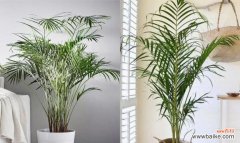 探索凤尾竹的吉祥象征与风水禁忌 凤尾竹的寓意与风水摆放