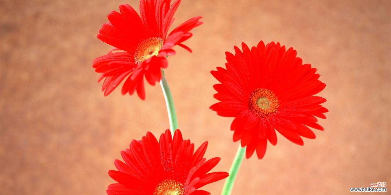 探寻扶郎花的背后故事和传统象征 扶郎花的象征意义及其文化内涵