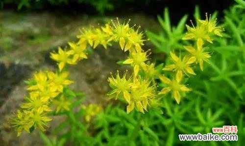 探寻佛甲草背后的意义与象征 佛甲草的花语与寓意