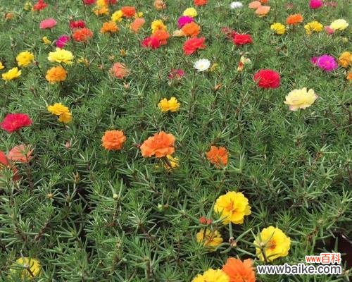 探寻佛甲草背后的意义与象征 佛甲草的花语与寓意