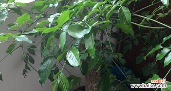 春风吹绿枝 富贵树开花的喜悦