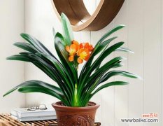 探索富贵椰子在风水中的奥秘 椰子风水寓意与摆放位置解读