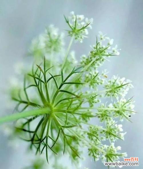 探寻玫瑰花语中的女王风采 女王的荣耀——以玫瑰花为主题的花语故事