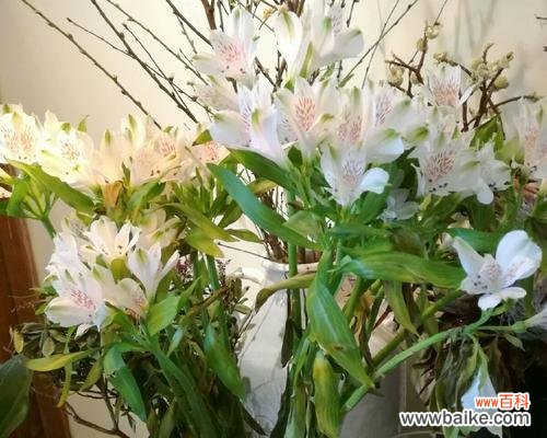 探寻玫瑰花语中的女王风采 女王的荣耀——以玫瑰花为主题的花语故事