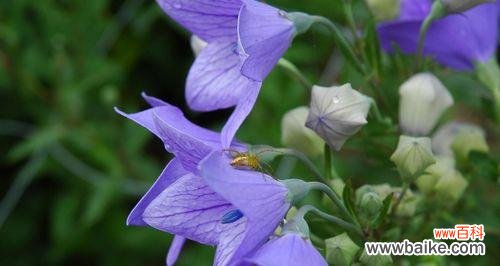 揭示偏执爱情的心理及影响 以百合花的花语探讨偏执的爱