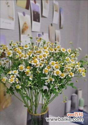 揭示偏执爱情的心理及影响 以百合花的花语探讨偏执的爱