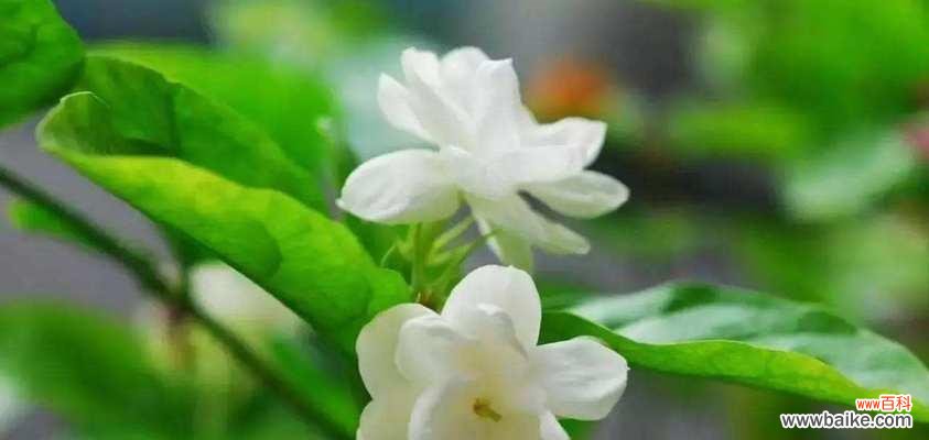 以茉莉花为象征 平淡简单,如茉莉花