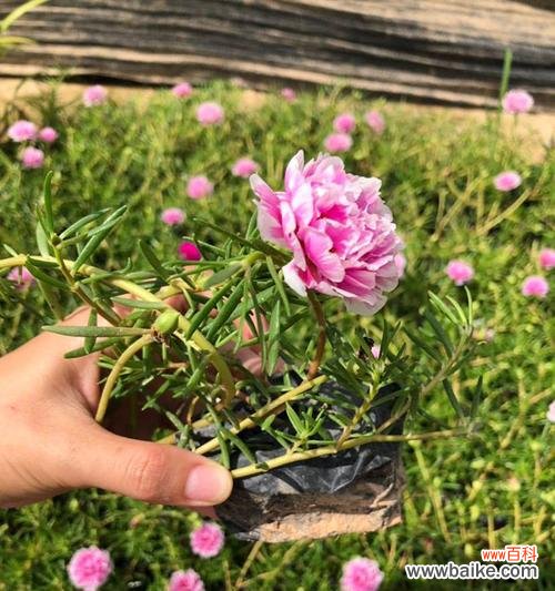 百合花的花语和意义 以百合花为主题的花语——祝福平安喜乐