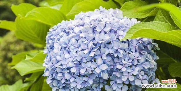 百合花开 吉祥如意，平安归来——以百合花为主题的花语文章