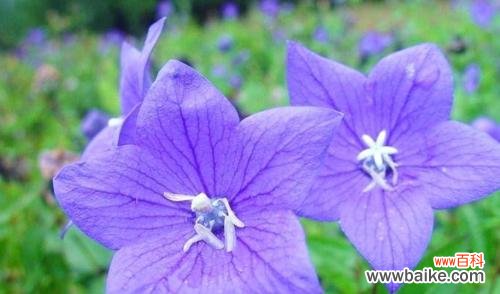 百合花开 吉祥如意，平安归来——以百合花为主题的花语文章