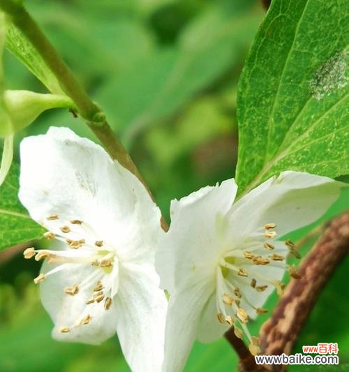 祈愿平安的花朵 平安花语——以白菊为主题