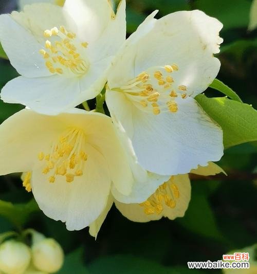 祈愿平安的花朵 平安花语——以白菊为主题