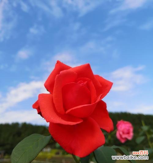 以郁金香为例 平凡之花