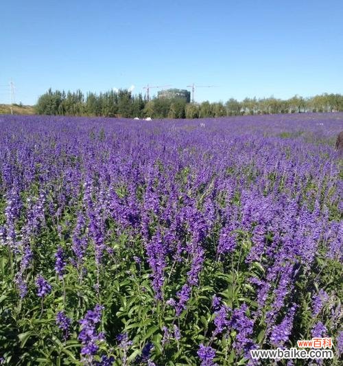 百合花 以百合花为主题的奇迹之花语