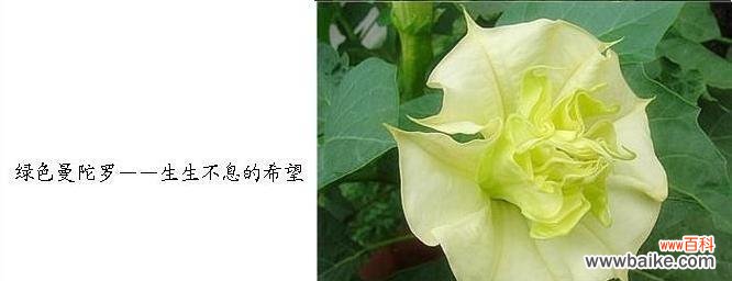 探索哪种花的花语暗示欺骗之爱 揭秘花语中的欺骗的爱