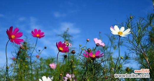 探寻格桑花的文化内涵和象征意义 格桑花