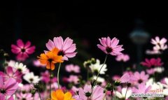 探寻格桑花的文化内涵和象征意义 格桑花