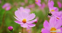 以格桑花的美丽传达爱与坚韧 格桑花的花语与含义