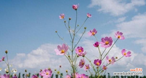 以格桑花的美丽传达爱与坚韧 格桑花的花语与含义