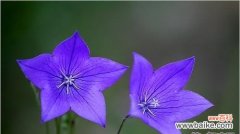 花语“以梗菊”揭示的秘密与真相 以梗菊的花语与寓意——传递坚韧不拔与永恒的爱