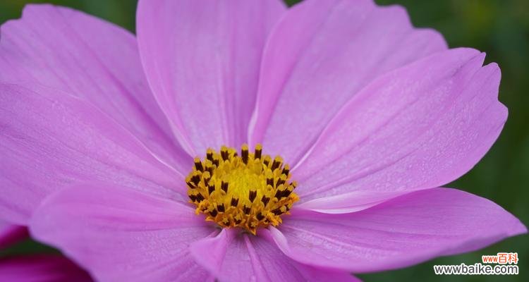 格桑花 格桑花的寓意与象征