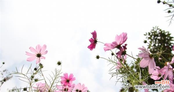 格桑花 格桑花的寓意与象征