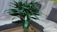 揭秘富贵竹的寓意与注意事项 富贵竹的风水象征与摆放禁忌