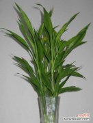 探究富贵竹在风水中的秘密及其独特寓意 富贵竹在风水中的意义与作用