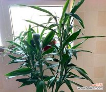 用一枝富贵竹 富贵竹的象征意义及寓意解读