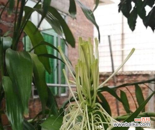 揭秘富贵竹开花的吉祥之兆 富贵竹开花预示着的意义