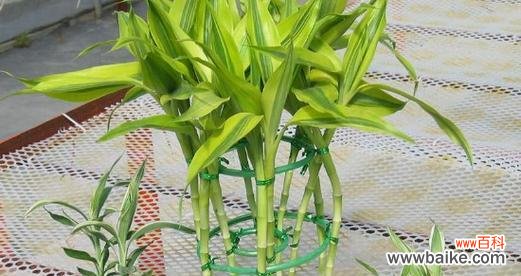 揭秘富贵竹开花的吉祥之兆 富贵竹开花预示着的意义