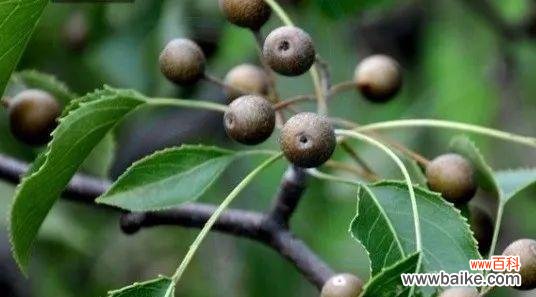 探究甘棠在文化中的独特地位与情感寄托 甘棠的象征意义与深刻寓意