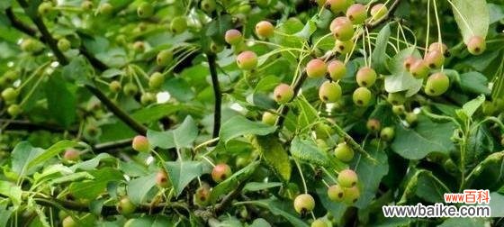 探究甘棠在文化中的独特地位与情感寄托 甘棠的象征意义与深刻寓意