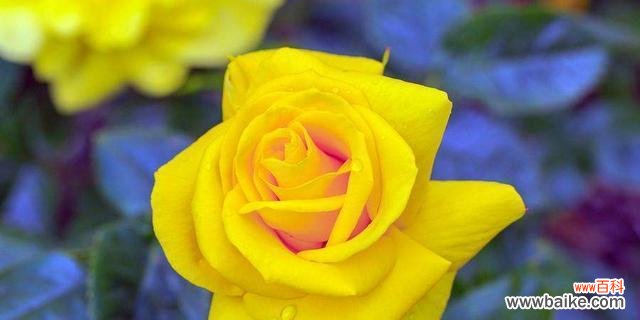 深情与纯洁的鸽子花 鸽子花的花语与意义