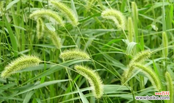 探索自由与坚韧的力量 狗尾巴草的象征意义与寓意