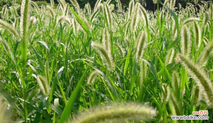 探索自由与坚韧的力量 狗尾巴草的象征意义与寓意