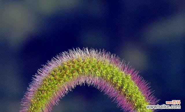 探秘狗尾巴草的神秘之意 狗尾巴草的花语和寓意