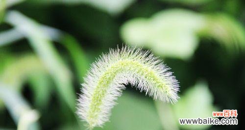 探秘狗尾巴草的神秘之意 狗尾巴草的花语和寓意