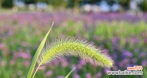 狗尾巴花的开放方式及相关传说 狗尾巴花的花语及意义