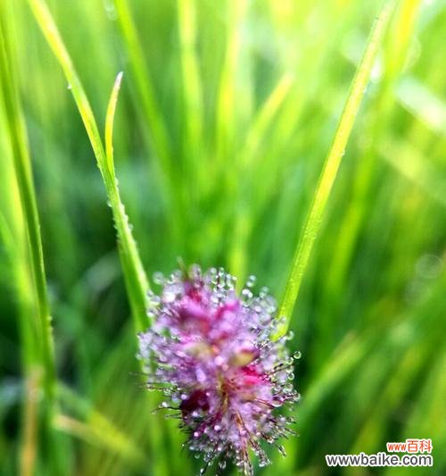 狗尾巴花的开放方式及相关传说 狗尾巴花的花语及意义