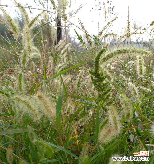 狗尾巴花的开放方式及相关传说 狗尾巴花的花语及意义