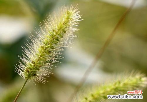 探索狗尾草的花语及其意义 狗尾草的花语与其美丽的象征