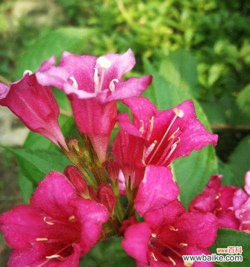 以牡丹花的花语为主题的生命启示 花开人生,前程似锦