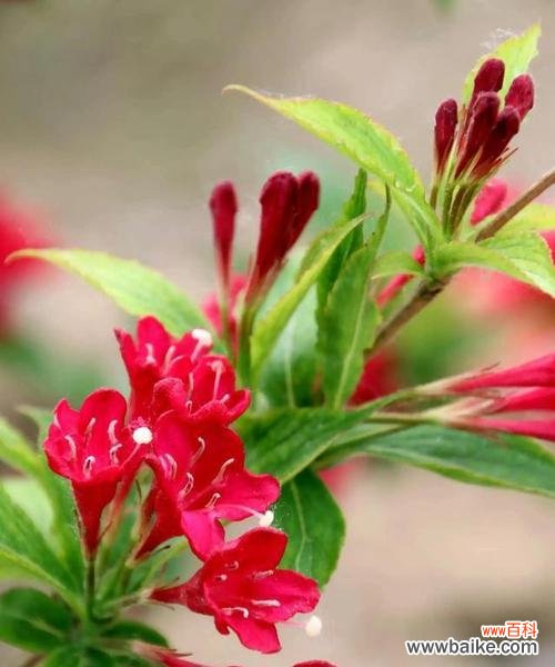 以牡丹花的花语为主题的生命启示 花开人生,前程似锦