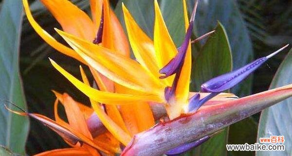 以什么花的花语是请爱我吧 花语告白，这朵花请爱我吧