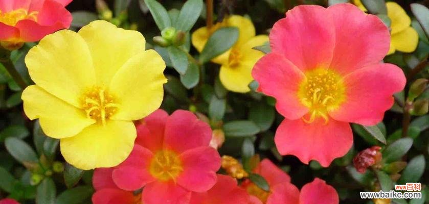 探寻菊花的花语 勤劳之花