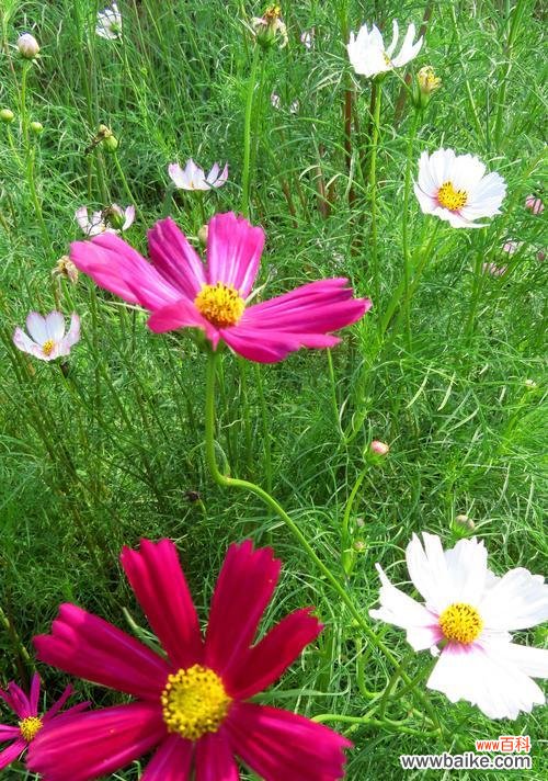 探寻菊花的花语 勤劳之花