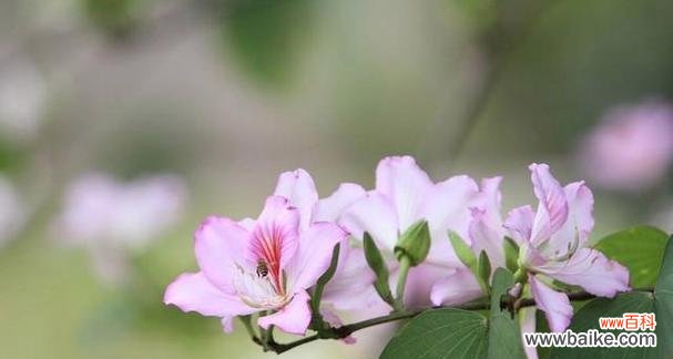 探寻菊花的花语 勤劳之花