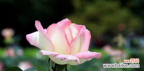 向心灵致歉的柔和愿望 以白色玫瑰花为花语的请求原谅