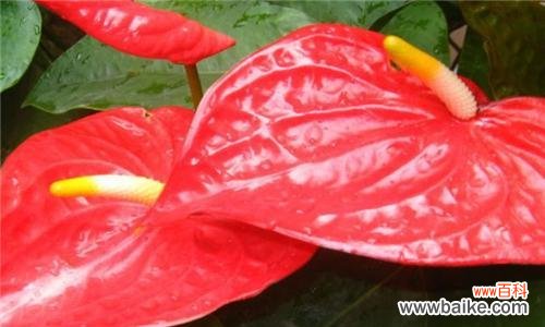 以红玫瑰为主题 热情之花